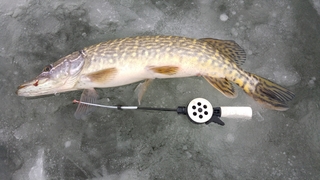 Northern Pike