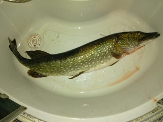 Northern Pike
