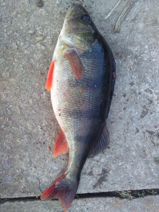 Eurasian perch