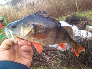 Eurasian perch