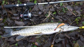 Northern Pike