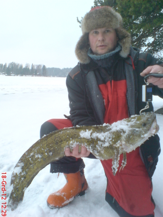 Burbot