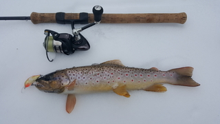Brown Trout