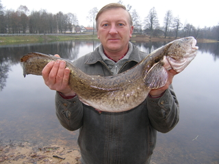 Burbot