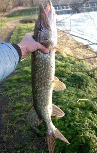 Northern Pike