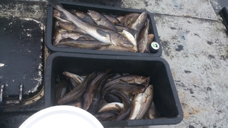 European smelt