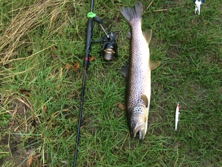 Brown Trout