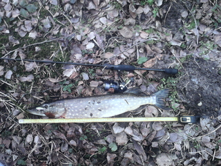 Northern Pike
