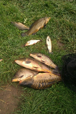 Mirror carp