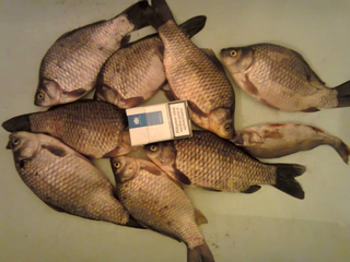 Crucian carp