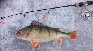 Eurasian perch