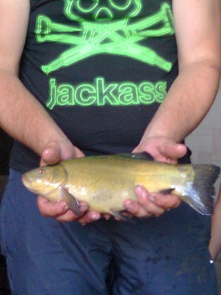 Crucian carp