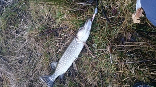 Northern Pike