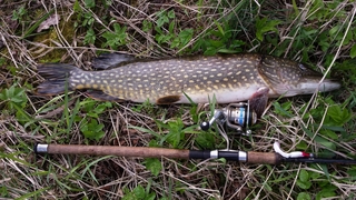 Northern Pike