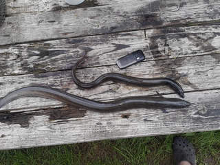 European eel