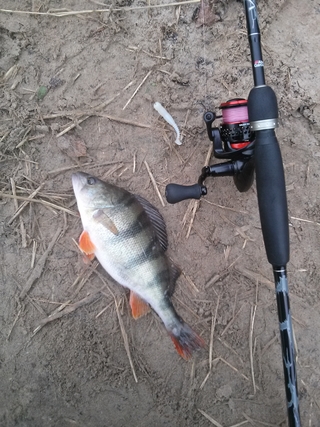 Eurasian perch