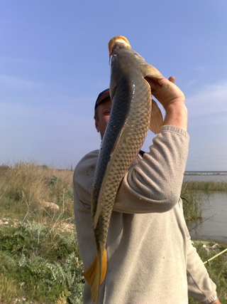 Carp