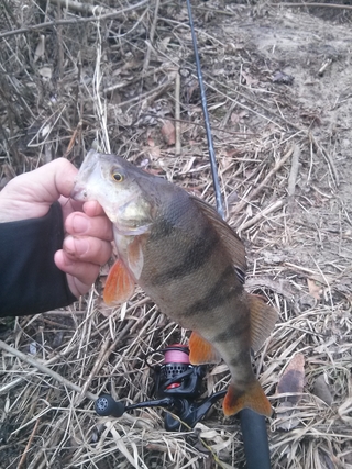 Eurasian perch