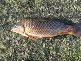 Carp