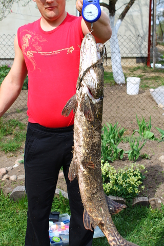 Northern Pike