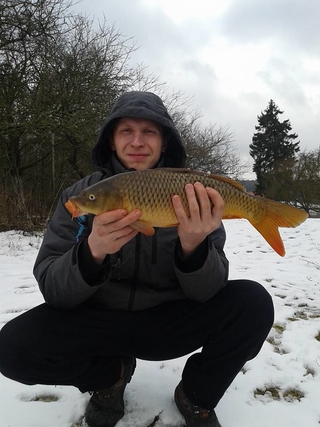 Mirror carp