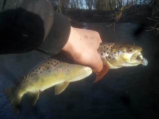 Brown Trout