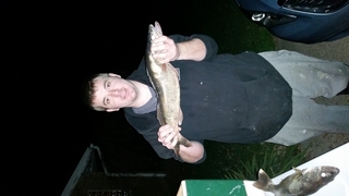 Walleye