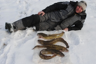 Burbot