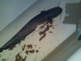 Wels catfish