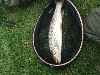 Brown Trout