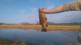 Tench