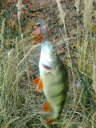 Eurasian perch