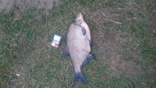 Carp bream