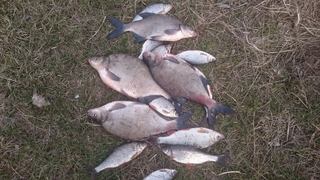 Carp bream