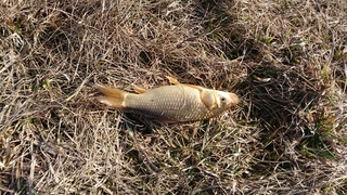 Crucian carp