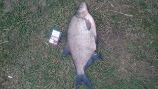 Carp bream