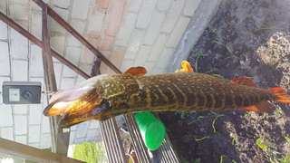 Northern Pike