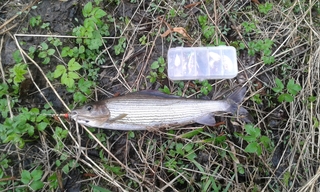 Grayling