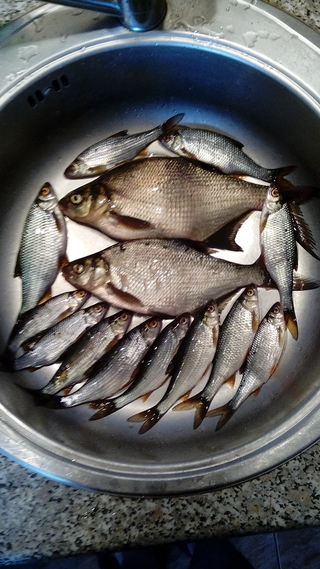 Carp bream