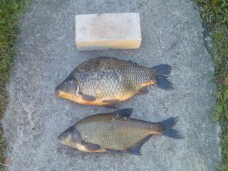 Crucian carp