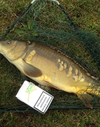 Mirror carp