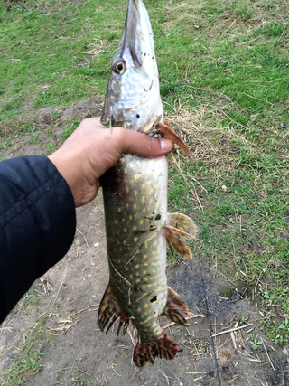 Northern Pike