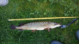 Northern Pike