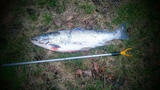 Atlantic salmon