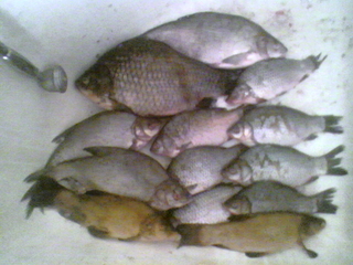 Prussian carp