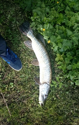 Northern Pike