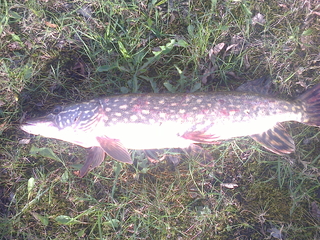 Northern Pike