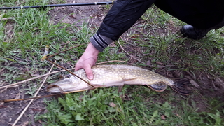 Northern Pike