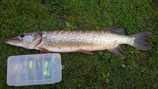 Northern Pike