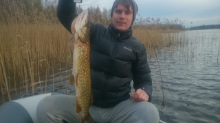 Northern Pike